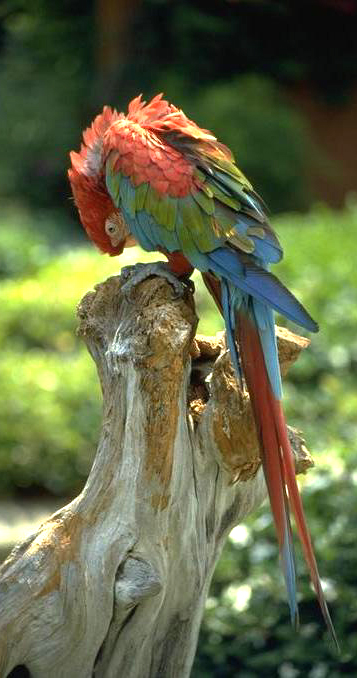 Parrot Island